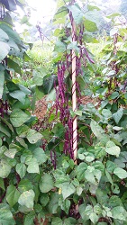 Adoption of Zorin Bean - A step towards economic prosperity of Mizo Farmers 03_0_0.jpg 