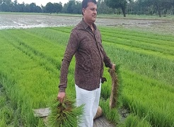 Bridging Rice Yield Gaps through Machine Transplanting of Rice (MTR) 01_0.jpg