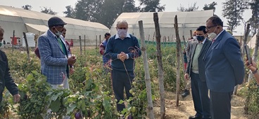 Brimato An Innovative Technology to produce Brinjal and Tomato in the same plant through Grafting 01_0.jpg