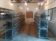 Improved Technology for sustainable Guinea Fowl production introduced 03_0.jpg