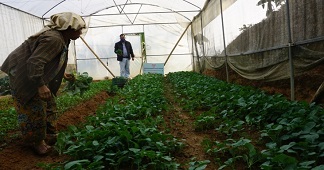 Integrated Nutrient Management in Broccoli coupled with Gravity-based Mini Sprinkler System in Mizoram 02_0.jpg