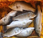 Livestock-Fish-Horticulture based Integrated Farming System for improving livelihood of Coastal Farmers 03_0_0.jpg
