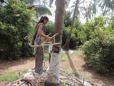 Mixed-Cropping in Coconut Gardens leads to a successful Venture 03_0.jpg