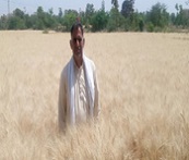 Popularization of Kathia Wheat (Variety HI-8717) for enhanced income 02_0.jpg