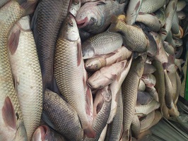 Successful Adoption of Culture Based Fisheries and Pen Culture Technologies enhanced Tribal Fishers’ income in Bamuni Beel, Assam 01_0.jpg