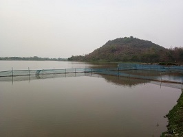 Successful Adoption of Culture Based Fisheries and Pen Culture Technologies enhanced Tribal Fishers’ income in Bamuni Beel, Assam 03_0.jpg