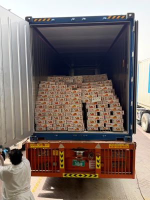 ICAR-CISH–APEDA Sea Route Protocol Enables Successful Export of 12.5 Tonnes of Dashehari and Langra Mangoes to Dubai