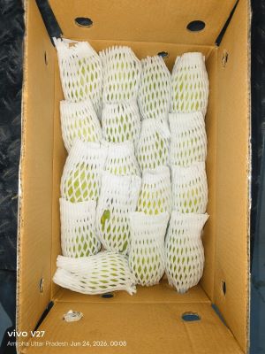 ICAR-CISH–APEDA Sea Route Protocol Enables Successful Export of 12.5 Tonnes of Dashehari and Langra Mangoes to Dubai