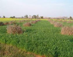 dhani-ram-2