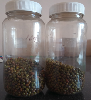 ICAR-DMAPR, Anand Secures Patent for Novel Herbal Seed Coating Technology for Stored Grain Pest Management