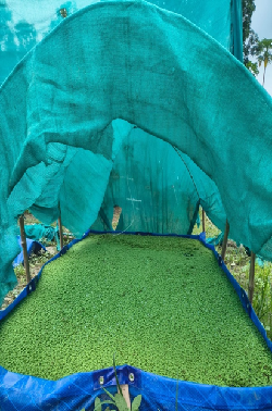 ICAR-NDRI-KVK, Nadia (Additional) Promotes Azolla Cultivation through Training-cum-Demonstration and Input Distribution Programme