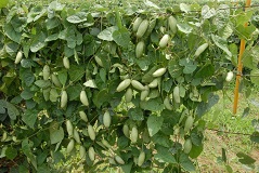 parwal-05-19102020_0.jpg