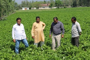 rajma-bhimmal-03_0.jpg