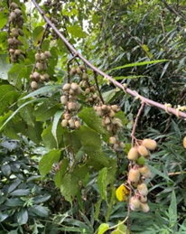 Unveiling Nature's Hidden Treasure: Conserving the Wild Edible Fruit Wealth of Western Arunachal Pradesh