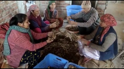 Panjol and Sukhjol: Indigenous Ginger Processing Techniques Transforming the Economy of Domat Village