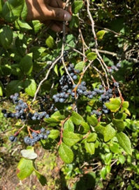 Unveiling Nature's Hidden Treasure: Conserving the Wild Edible Fruit Wealth of Western Arunachal Pradesh