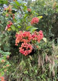 Unveiling Nature's Hidden Treasure: Conserving the Wild Edible Fruit Wealth of Western Arunachal Pradesh