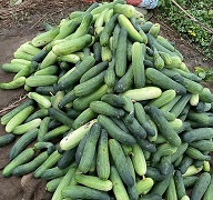 sskvkbishnupur-01_0.jpg
