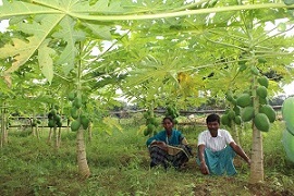 sspapayya-02_0.jpg