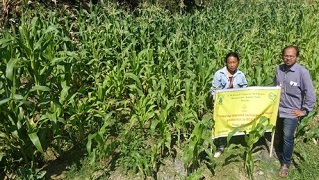  swwetcorn-03_0.jpg